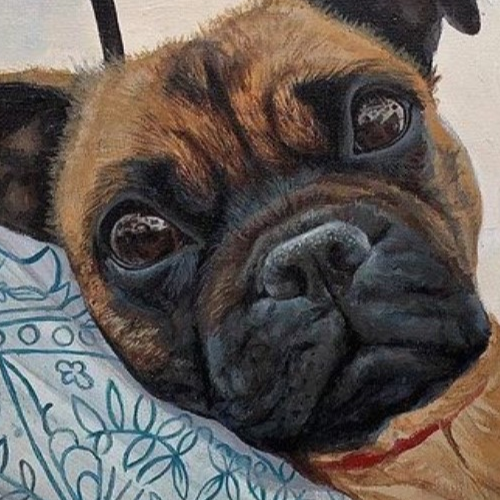 A portrait of a Jug dog.